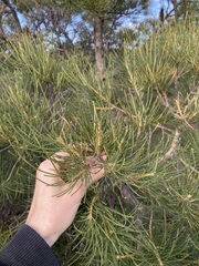 Banksia tricuspis
