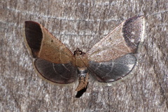 Hypsopygia amoenalis