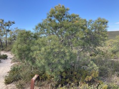 Banksia tricuspis