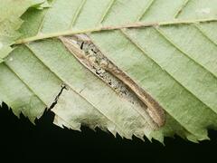 Phyllonorycter tenerella