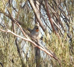 Pyrrholaemus brunneus