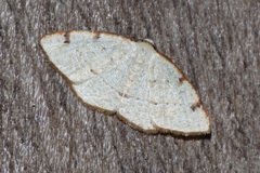 Microxydia orsitaria
