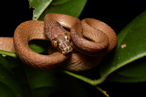Uganda House Snake