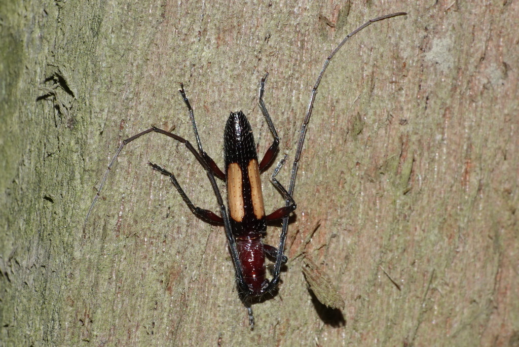 Prothoracibidion