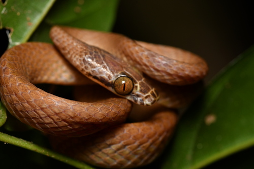 Uganda House Snake