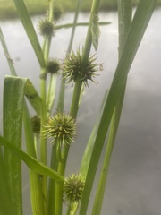 Sparganium rothertii