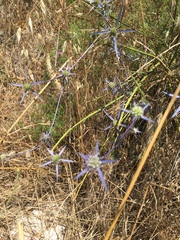 Eryngium creticum