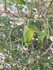 Hakea trifurcata