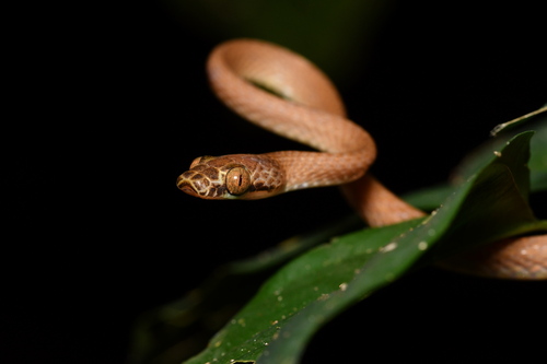 Uganda House Snake