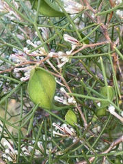 Hakea trifurcata