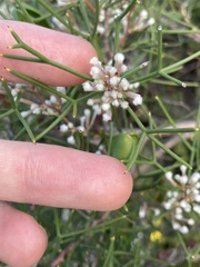 Hakea trifurcata