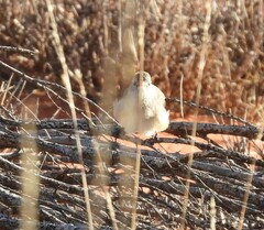 Pyrrholaemus brunneus