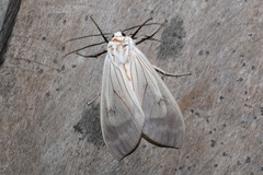 Amastus rubridorsata