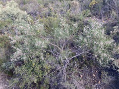 Hakea trifurcata