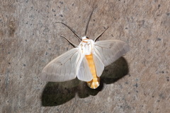 Amastus rubridorsata