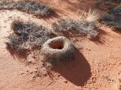 Polyrhachis macropus