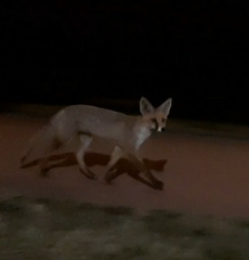 Vulpes