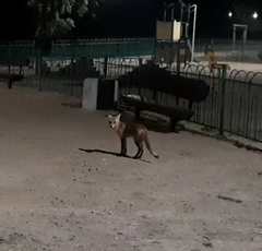 Vulpes