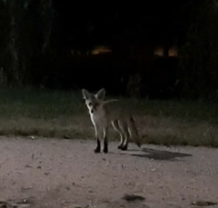 Vulpes