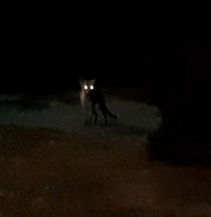 Vulpes