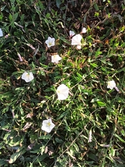 Convolvulus arvensis