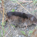 Arctic Shrew - Photo (c) Gary Yankech, some rights reserved (CC BY-NC-SA), uploaded by Gary Yankech