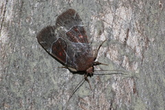 Hampsonodes mastoides