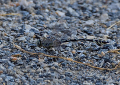 Lindenia tetraphylla