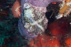 Thysanozoon brocchii