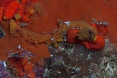 Cirriformia capensis