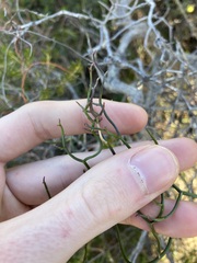 Thysanotus dichotomus