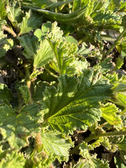 Hermannia prismatocarpa