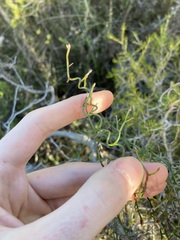 Thysanotus dichotomus