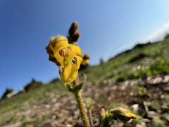 Hermannia prismatocarpa