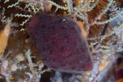 Alcyonidium nodosum
