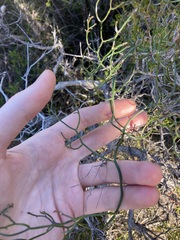 Thysanotus dichotomus