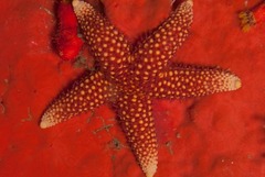 Fromia schultzei