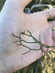 Thysanotus dichotomus