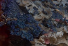 Virididentula dentata