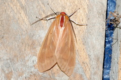 Amastus coccinator