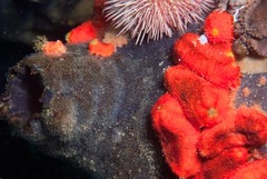 Pyura stolonifera