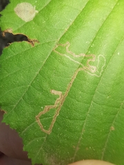 Stigmella floslactella