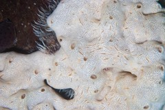 Polycheria atolli