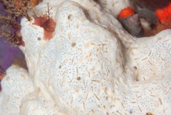 Polycheria atolli