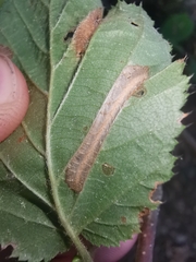 Phyllonorycter nicellii