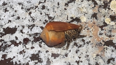 Clibanarius eurysternus