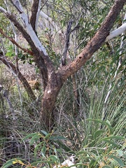 Eucalyptus suberea