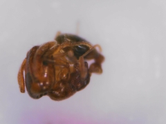 Monomorium andrei