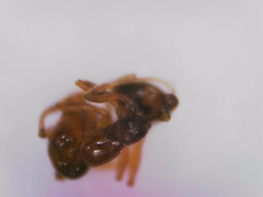 Monomorium andrei