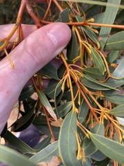 Eucalyptus suberea